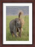 Framed Elephant dust bath, Corbett NP, Uttaranchal, India