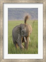Framed Elephant dust bath, Corbett NP, Uttaranchal, India