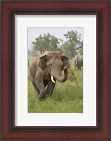 Framed Elephant Greeting, Corbett National Park, Uttaranchal, India