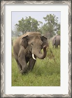 Framed Elephant Greeting, Corbett National Park, Uttaranchal, India