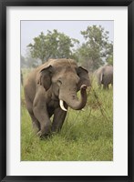 Framed Elephant Greeting, Corbett National Park, Uttaranchal, India