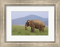 Framed Elephant in the grass, Corbett NP, Uttaranchal, India