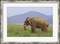 Framed Elephant in the grass, Corbett NP, Uttaranchal, India