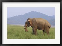 Framed Elephant in the grass, Corbett NP, Uttaranchal, India