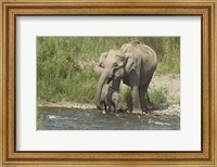 Framed Elephant on riverbank, Corbett NP, Uttaranchal, India