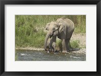 Framed Elephant on riverbank, Corbett NP, Uttaranchal, India