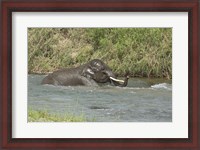Framed Elephant taking bath, Corbett NP, Uttaranchal, India
