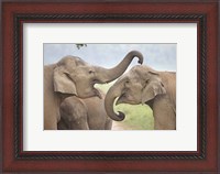 Framed Elephants Play Fighting, Corbett National Park, Uttaranchal, India