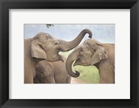 Framed Elephants Play Fighting, Corbett National Park, Uttaranchal, India