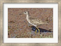 Framed Green Sandpiper, Ranthambhor National Park, India.