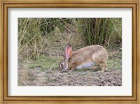 Framed Indian Hare wildlife, Ranthambhor NP, India