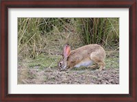 Framed Indian Hare wildlife, Ranthambhor NP, India