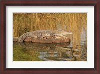 Framed Marsh Crocodile, Ranthambhor National Park, India