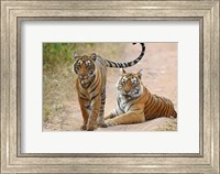 Framed Pair of Royal Bengal Tigers, Ranthambhor National Park, India
