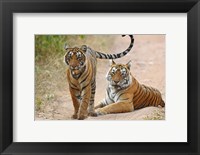 Framed Pair of Royal Bengal Tigers, Ranthambhor National Park, India