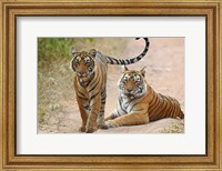 Framed Pair of Royal Bengal Tigers, Ranthambhor National Park, India