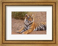 Framed Portrait of Royal Bengal Tiger, Ranthambhor National Park, India