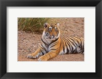 Framed Portrait of Royal Bengal Tiger, Ranthambhor National Park, India