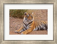 Framed Portrait of Royal Bengal Tiger, Ranthambhor National Park, India