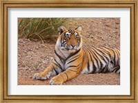 Framed Portrait of Royal Bengal Tiger, Ranthambhor National Park, India