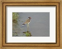 Framed Redwattled Lapwing bird, Corbett NP, India.