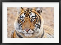 Framed Royal Bengal Tiger Head, Ranthambhor National Park, India