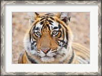 Framed Royal Bengal Tiger Head, Ranthambhor National Park, India