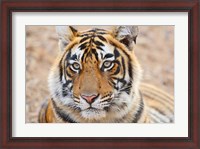 Framed Royal Bengal Tiger Head, Ranthambhor National Park, India