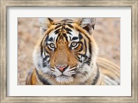 Framed Royal Bengal Tiger Head, Ranthambhor National Park, India