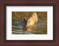 Framed Royal Bengal Tiger in the water, Ranthambhor National Park, India