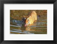 Framed Royal Bengal Tiger in the water, Ranthambhor National Park, India