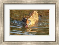 Framed Royal Bengal Tiger in the water, Ranthambhor National Park, India