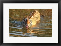 Framed Royal Bengal Tiger in the water, Ranthambhor National Park, India