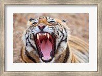 Framed Royal Bengal Tiger mouth, Ranthambhor National Park, India