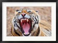 Framed Royal Bengal Tiger mouth, Ranthambhor National Park, India