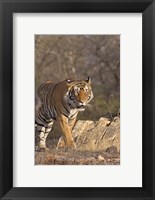 Framed Royal Bengal Tiger On The Move, Ranthambhor National Park, India