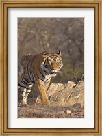 Framed Royal Bengal Tiger On The Move, Ranthambhor National Park, India