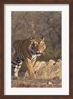 Framed Royal Bengal Tiger On The Move, Ranthambhor National Park, India