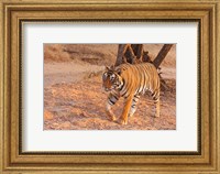 Framed Royal Bengal Tiger, India