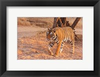 Framed Royal Bengal Tiger, India