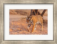 Framed Royal Bengal Tiger, India