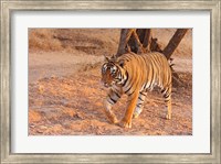 Framed Royal Bengal Tiger, India