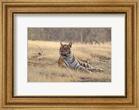 Framed Royal Bengal Tiger resting, India