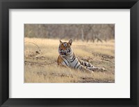 Framed Royal Bengal Tiger resting, India