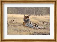 Framed Royal Bengal Tiger resting, India