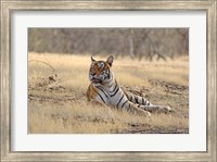 Framed Royal Bengal Tiger resting, India