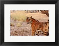 Framed Royal Bengal Tiger, Ranthambhor National Park, India