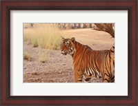 Framed Royal Bengal Tiger, Ranthambhor National Park, India