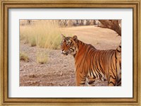 Framed Royal Bengal Tiger, Ranthambhor National Park, India