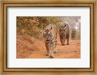 Framed Royal Bengal Tigers Along the Track, Ranthambhor National Park, India